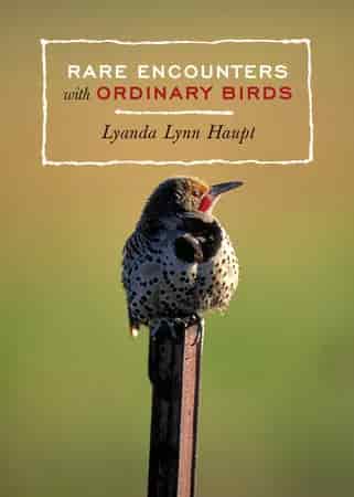 Book cover: Rare Encounters with Ordinary Birds