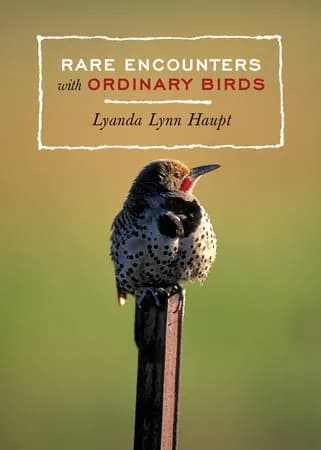 Book cover: Rare Encounters with Ordinary Birds